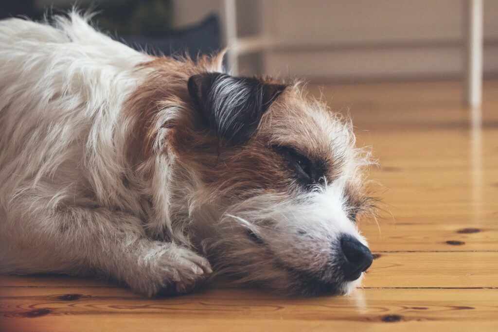 How to Clean Dog Pee Off Hardwood Floors