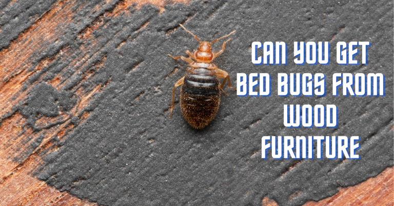 Can You Get Bed Bugs from Wood Furniture?