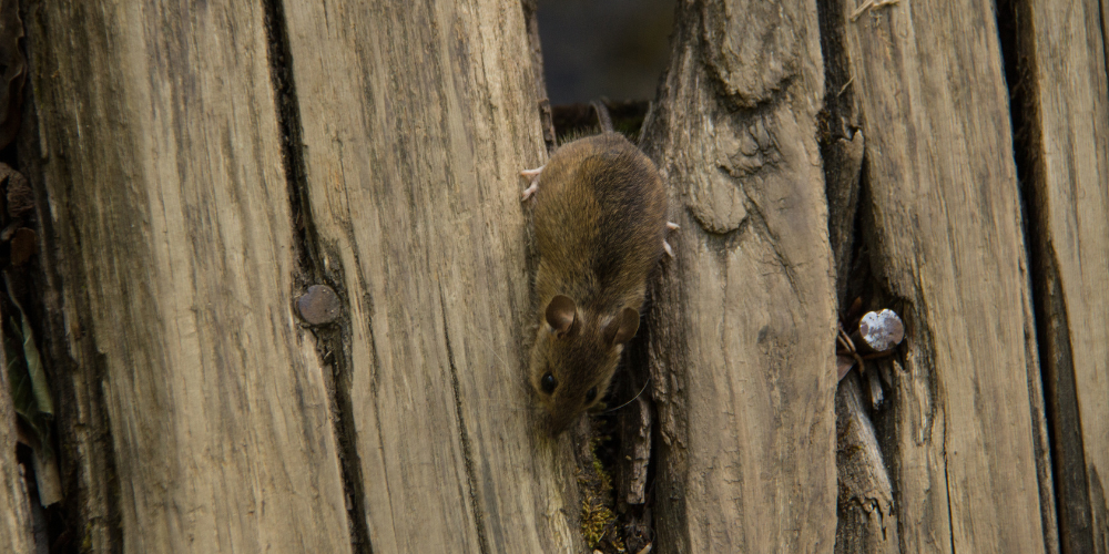 Can Mice Chew Through Wood