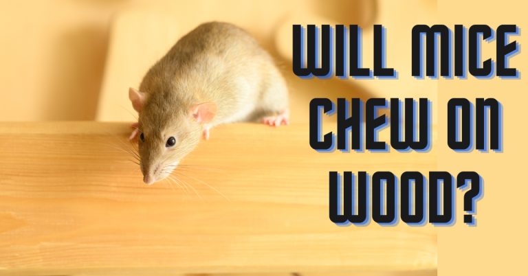 Will Mice Chew on Wood?